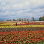 Champ de fleurs et personnes