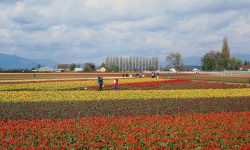 Champ de fleurs et personnes