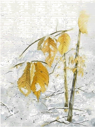 Feuilles d'hiver - www.aquarelles.cvdminc.com