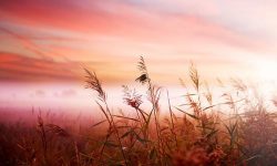 Plantes et horizon