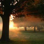 Arbre et matin