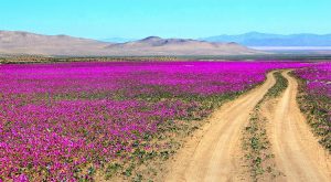 Route dans un désert en fleurs