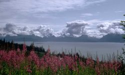Montagne et fleurs