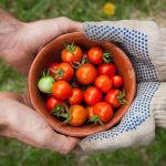 Don - Bol - Légumes