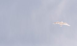 Oiseau qui vole