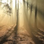 Rayons de soleil dans un bois