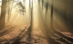 Rayons de soleil dans un bois