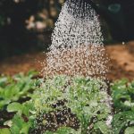 Eau qui arrose des plantes par Markus Spiske (unsplash.com)