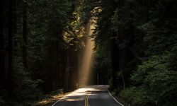 "Lumière sur le chemin" par John Towner (unsplash.com)