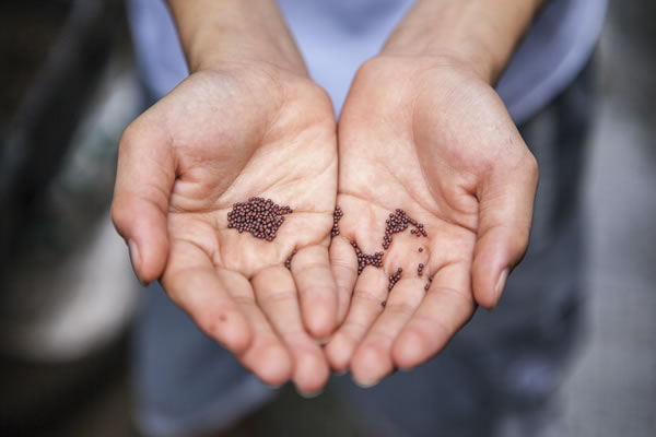 Mains avec semences par Joshua Lanzarini (unsplash.com)
