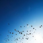 Oiseaux en vol par Rowan Heuvel (unsplash.com)