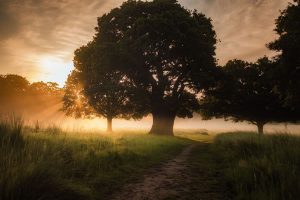 Arbre, enracinement, lumière, soleil par Simon Wilkes (unsplash.com)