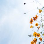 Ciel et fleur de Masaaki Komori (unsplash.com)