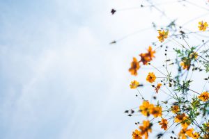 Ciel et fleur de Masaaki Komori (unsplash.com)