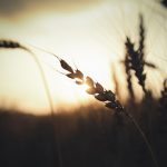 Sun, ear of wheat by Kirill Pershin (unsplash.com)