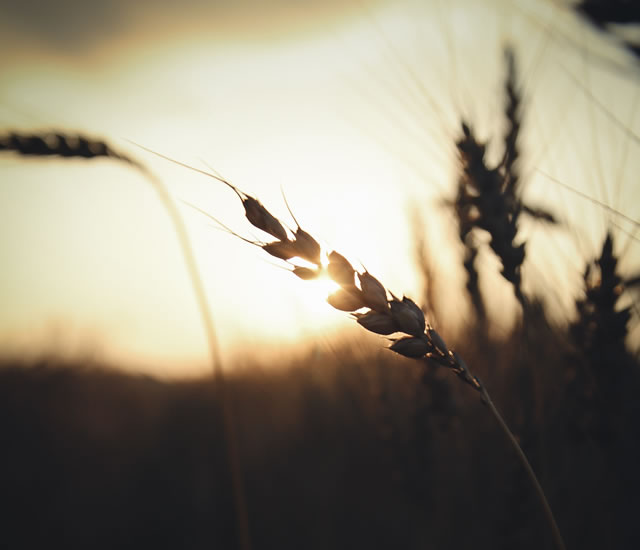 Sun, ear of wheat by Kirill Pershin (unsplash.com)