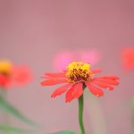 Fleurs, fragilité par Moon Bhuyan (unsplash.com)