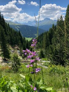 Montagne, forêt et fleurs (unsplash.com)