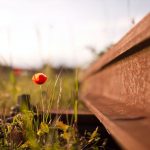 Fleur et chemin de fer par Clement Falize (unsplash.com)