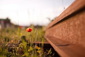 Fleur et chemin de fer par Clement Falize (unsplash.com)