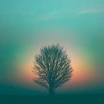 Arbre et lumière par Marek Piwnicki (unsplash.com)