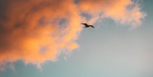 Oiseau et horizon par Jason Pischke (unsplash.com)