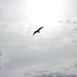 Bird, sky, freedom by Naveen Chandra (unsplash.com)