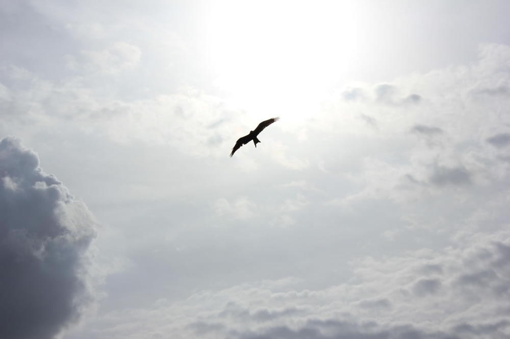 Bird, sky, freedom by Naveen Chandra (unsplash.com)
