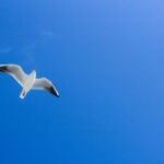 Oiseau vole sous ciel bleu par Olga Safronova (unsplash.com)