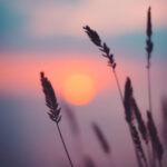 Horizon. soleil et plantes par Ann Savchenko (unsplash.com)