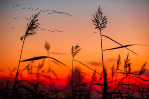 Oiseaux, horizon et plantes par Saad Chaudhry (unsplash.com)