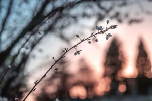 Plante et bourgeons