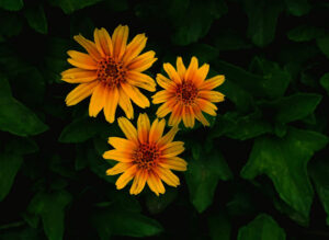 Fleurs jaunes sur fond vert