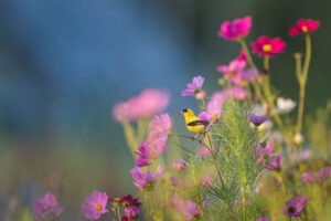 Fleurs et oiseau jaune par Ray Hennessy (unsplash.com)