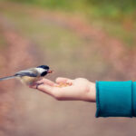 Une main qui nourrit un oiseau