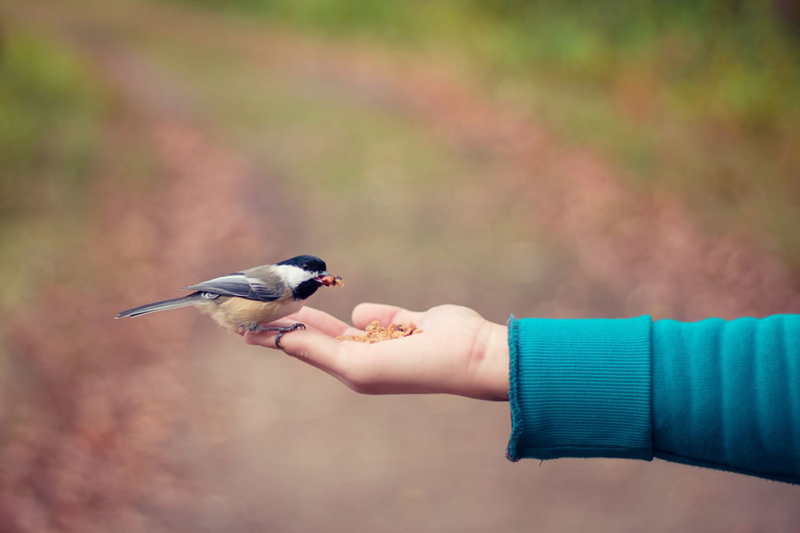 Une main qui nourrit un oiseau