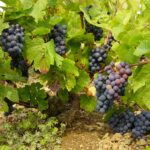 Sarments de vigne