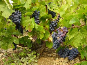 Sarments de vigne
