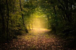 Chemin et lumière de Andrien Tutin (unsplash.com)