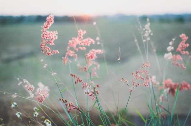 Fleurs et horizon par Kien Do (unsplash.com)