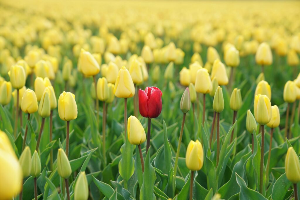 Tulipe rouge de Rupert Britton (unsplash.com)