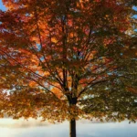 Arbre coloré par Aaron Burden (unsplash.com)