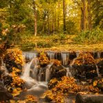 Petite chute - Automne par Dawid Zawila (unsplash.com)