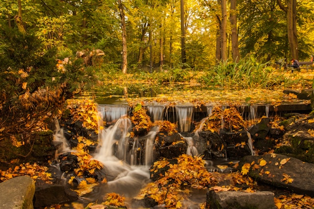 Petite chute - Automne par Dawid Zawila (unsplash.com)